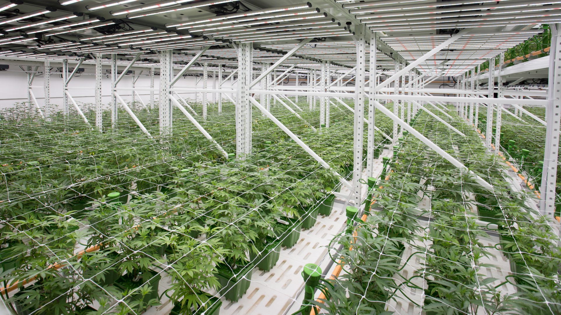 Cannabis facility security camera, access control and compliance recording installation by 360 Technology Group in North and South Carolina